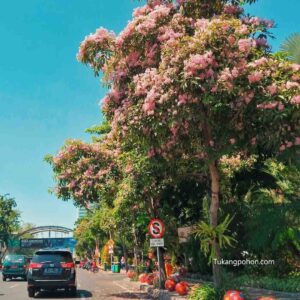 jual Pohon Tabebuya Berbunga Pink